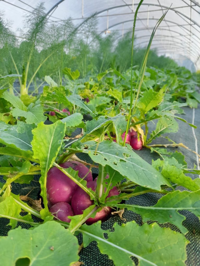 Légumes ©Asso Les Pot'iront (3)