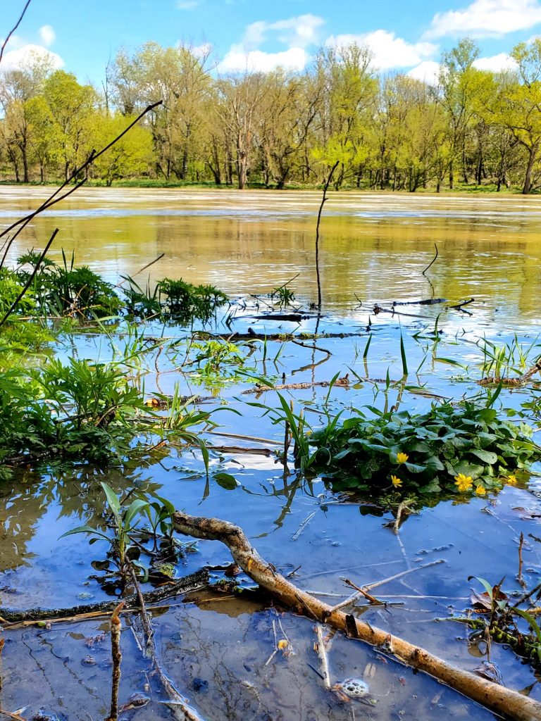 Vers Givors : végétation des berges