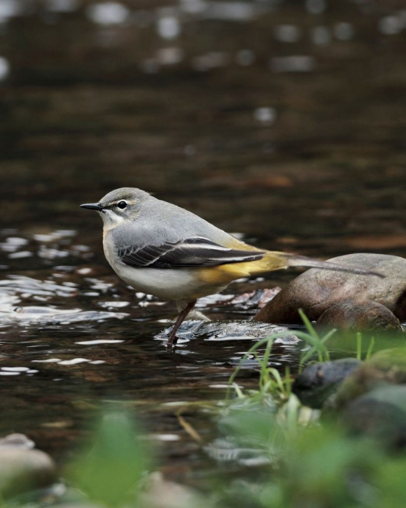Biodiversité de l'Yzeron par la LPO copyright SAGYRC