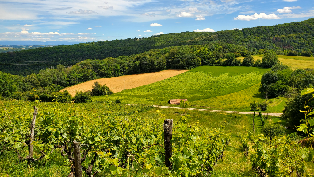 Paysage du Mont d'Or