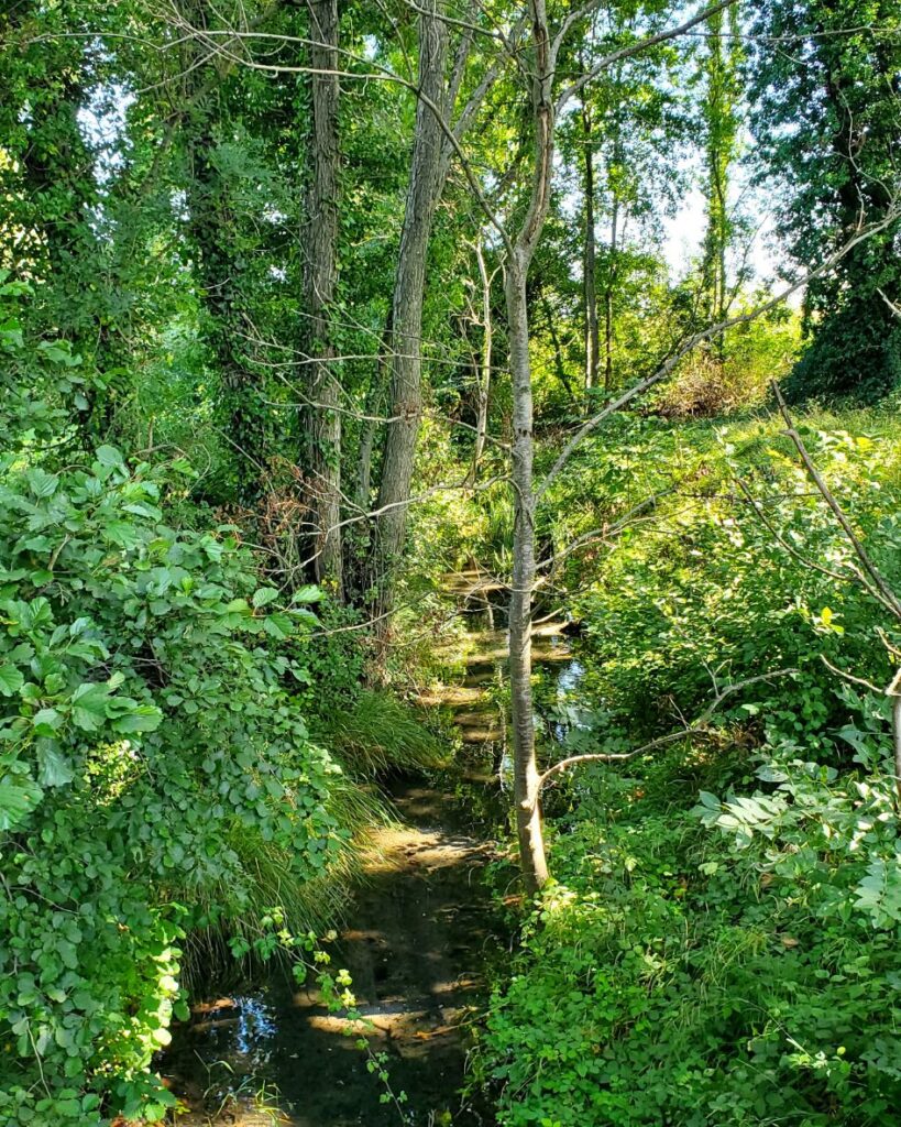 Le ruisseau de la Rize