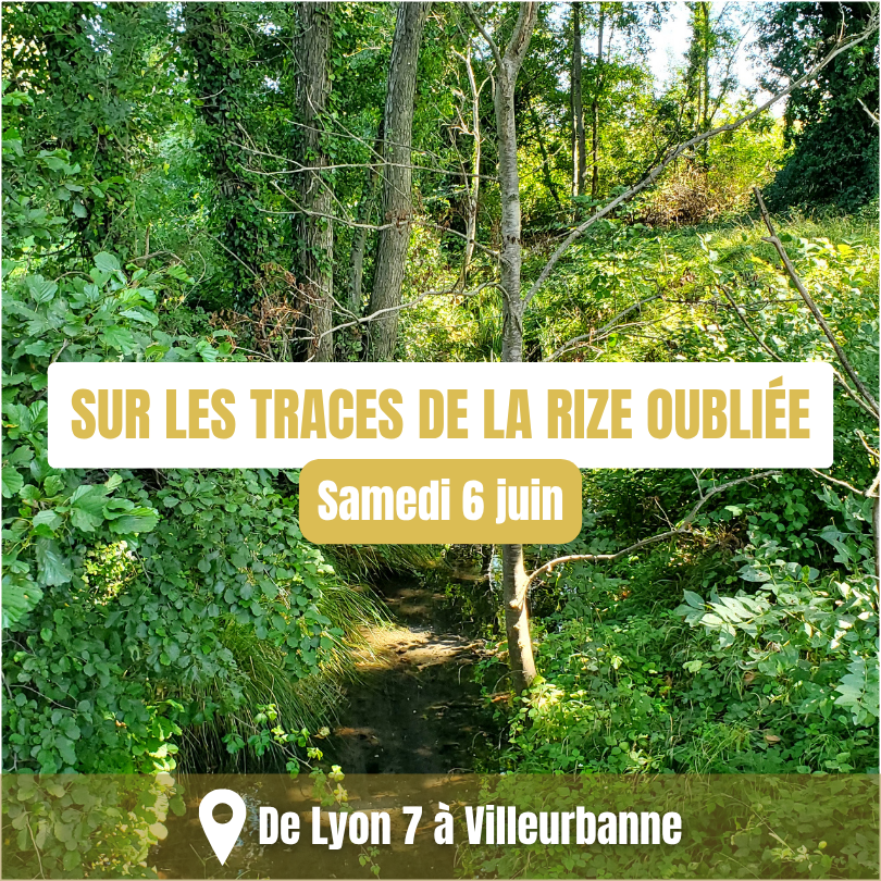 sur les traces de la Rize oubliée - Association Kaypacha