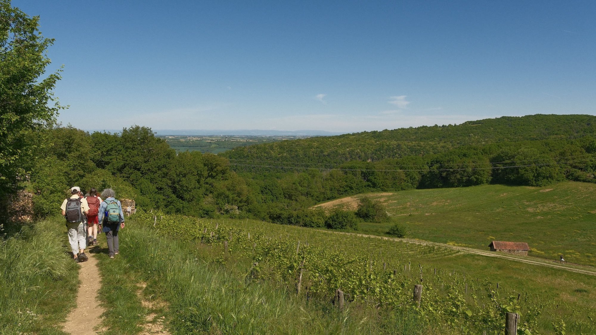 Vue sur les vignes du Bouc & la Treille - dimanche